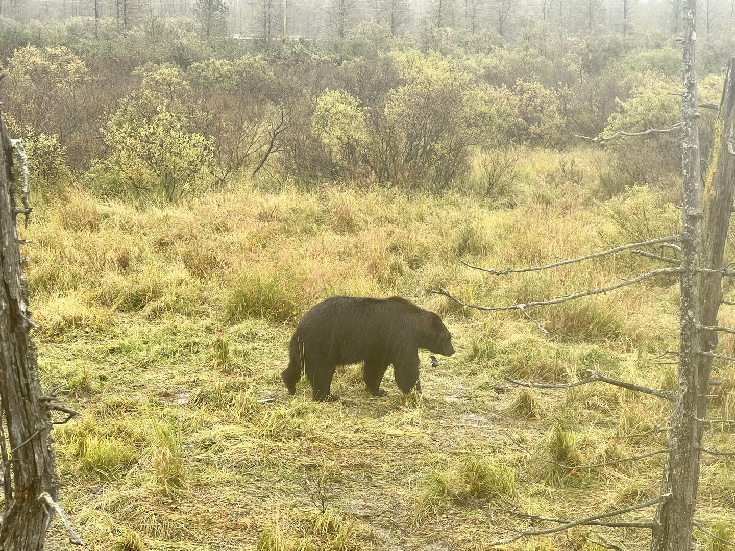 Brown Bear and Magpie