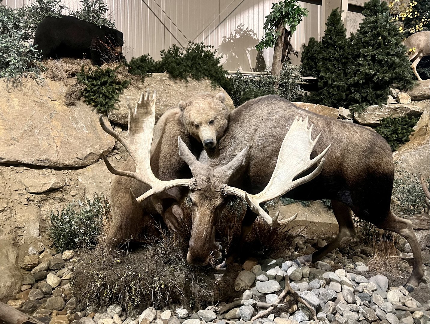 Brown Bear and Moose