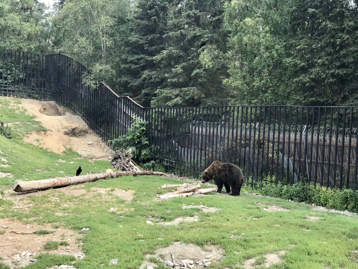 Brown Bear and Raven