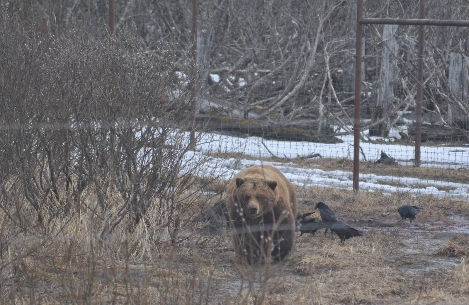 Brown Bear and wild Common Ravens