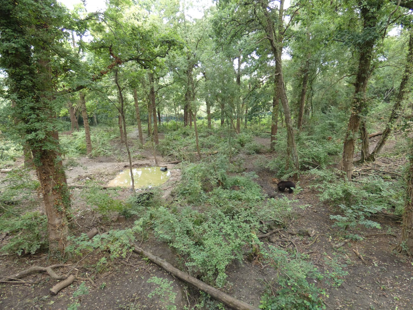 Brown Bear and Wolf Enclosure