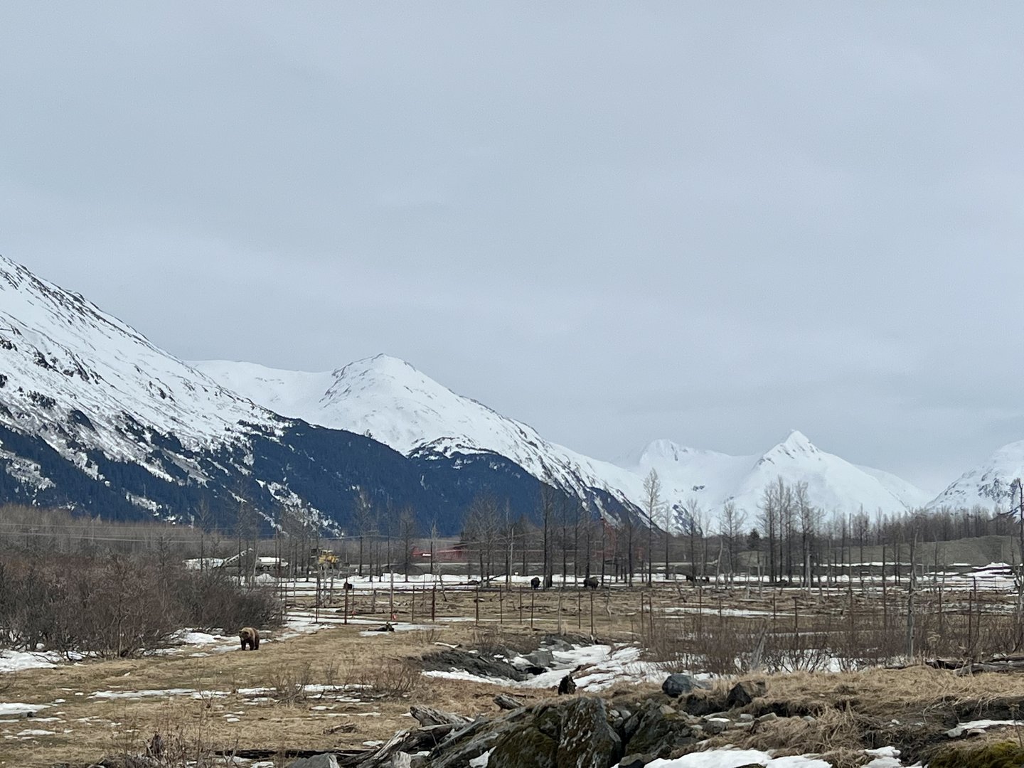 Brown Bear and Wood Bison beyond