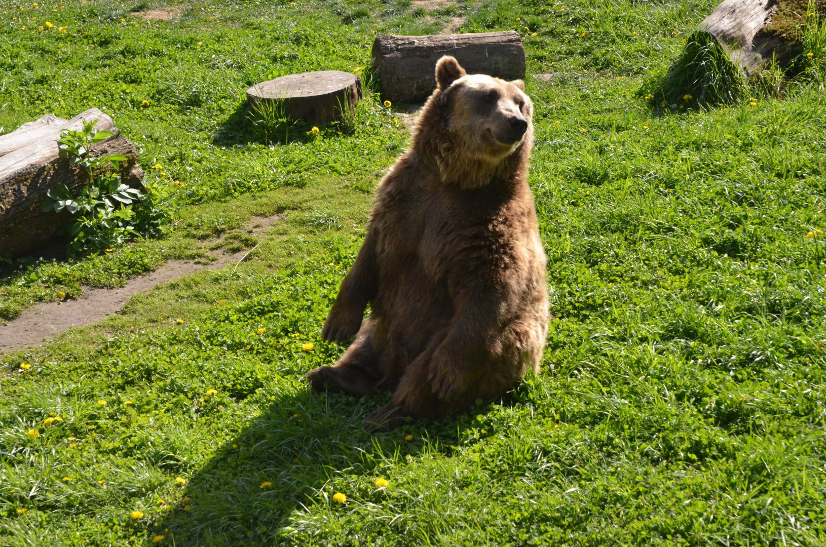 Brown Bear at Akcent Zoo Białystok, 08/05/19