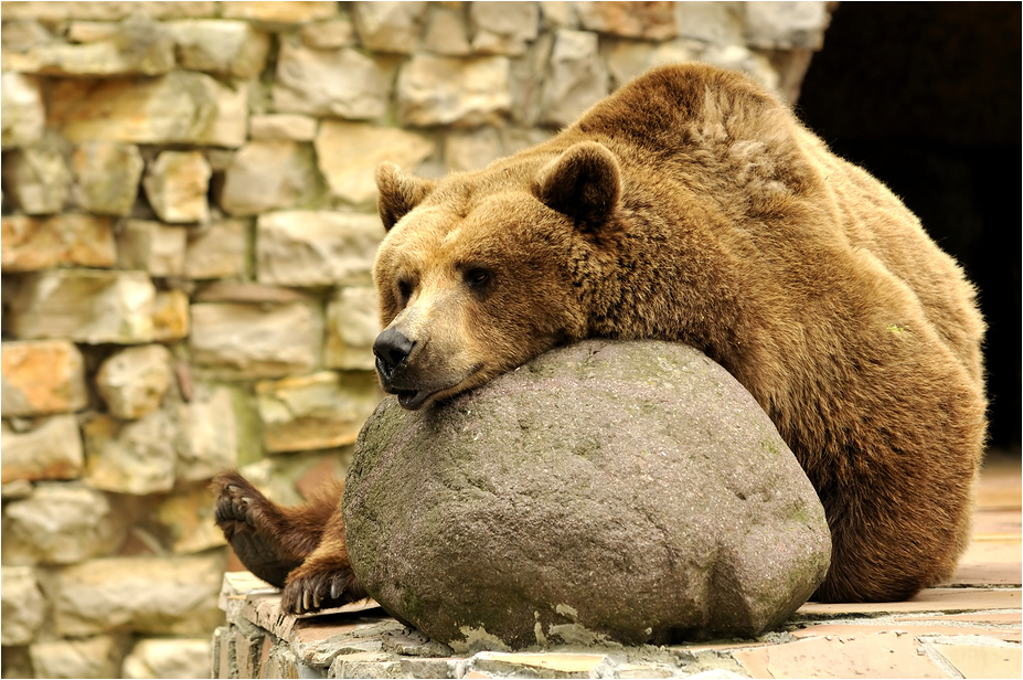 Brown bear at Augsburg Zoo