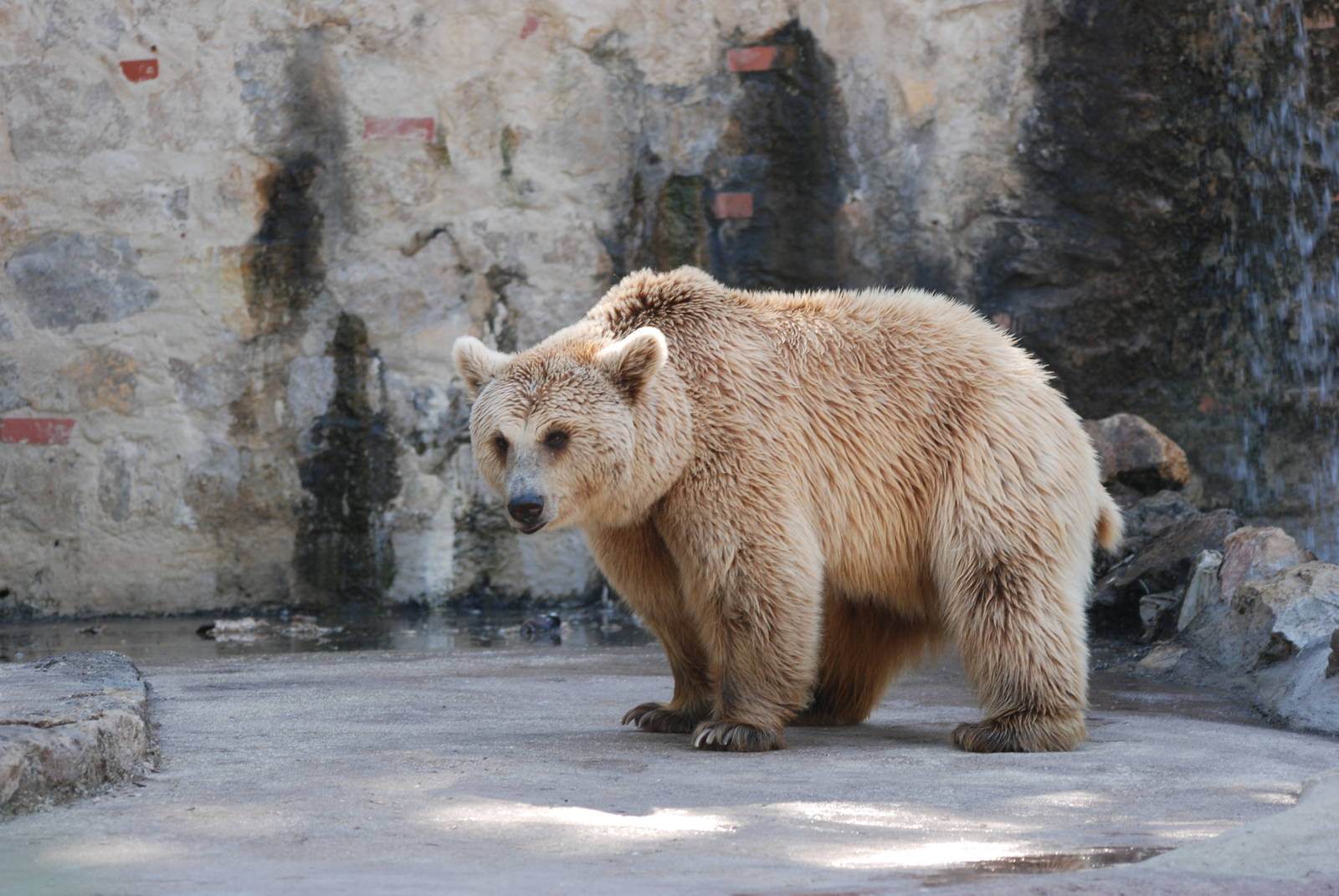 Brown Bear at Lisbon Zoo, 24/05/11