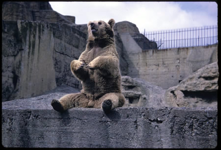 Brown Bear at London Zoo- Mappin Terraces