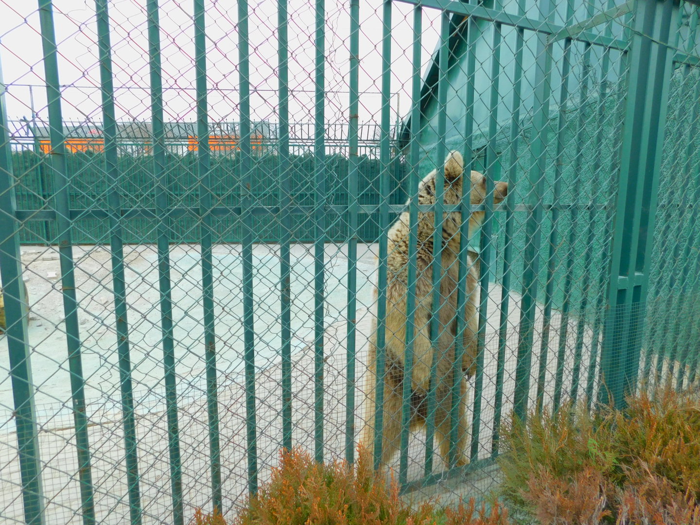 Brown Bear at the Karatay Zoo