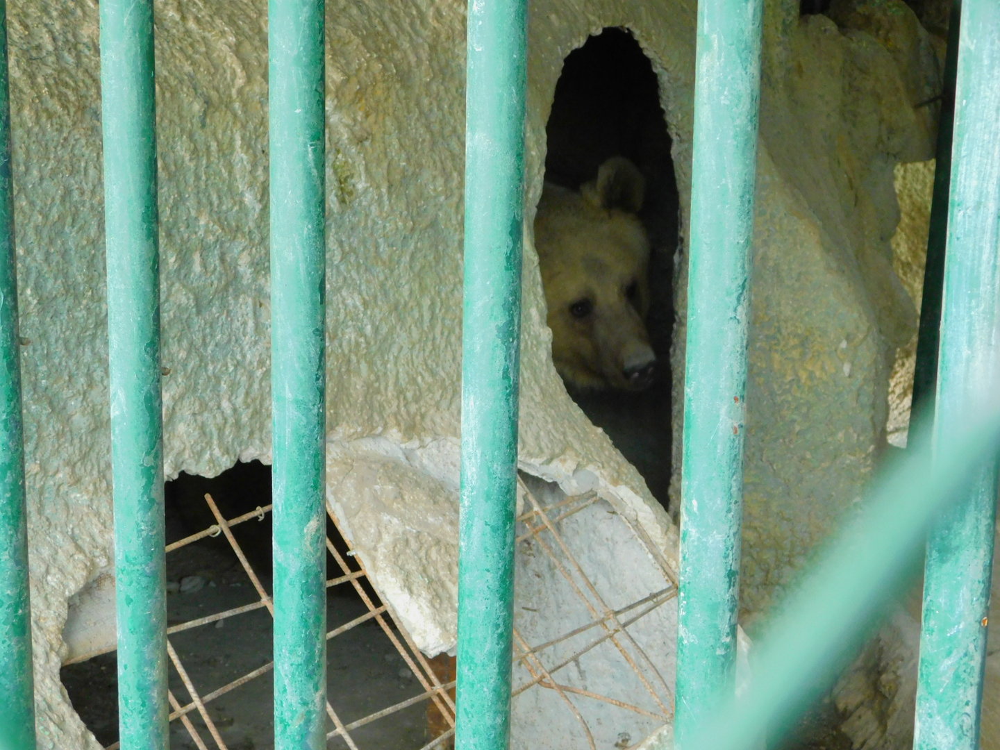 Brown Bear at the Karatay Zoo