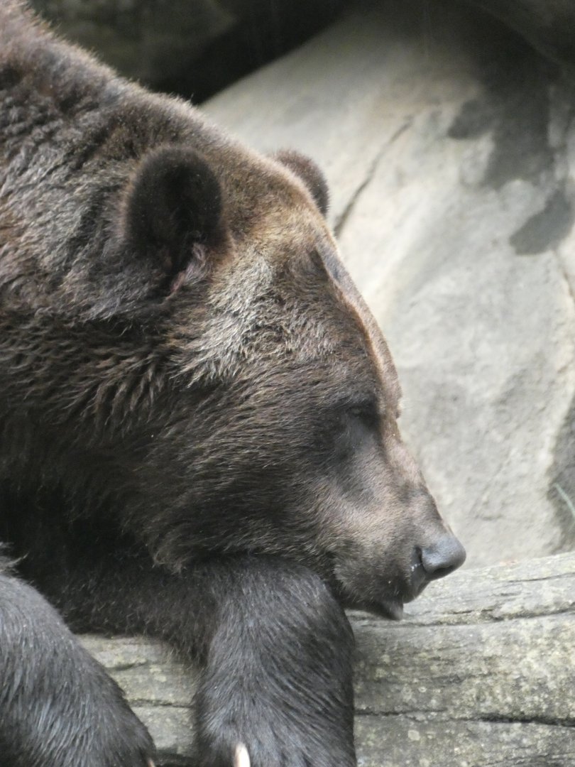 Brown Bear at the North Carolina Zoo