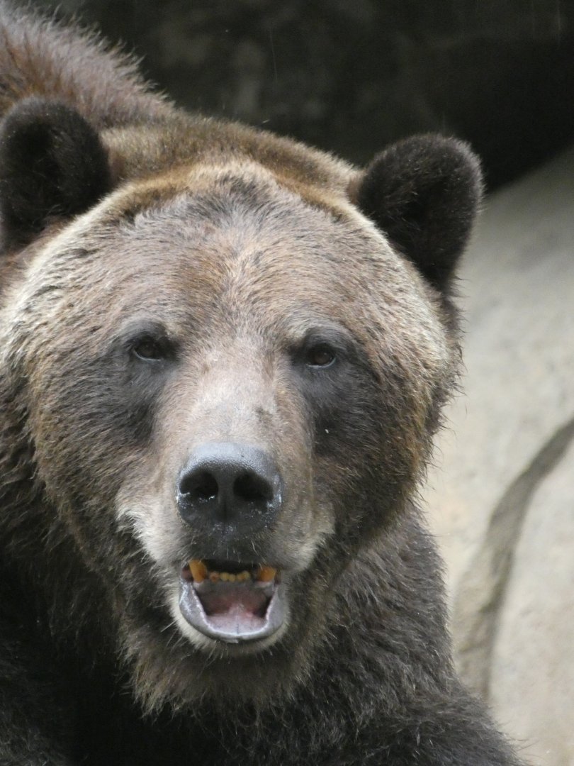 Brown Bear at the North Carolina Zoo