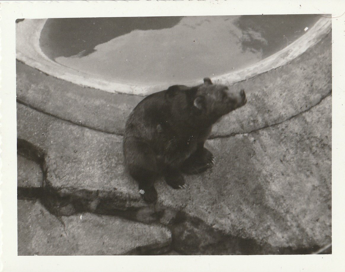 Brown Bear at Whipsnade Zoo - taken circa August/September 1960