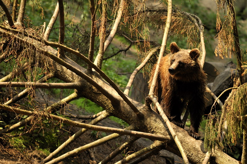 Brown bear at Wildpark Schwarze Berge