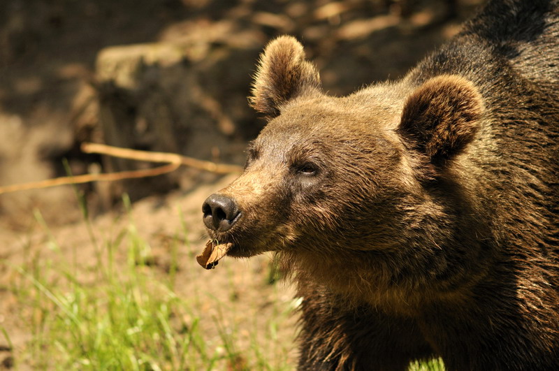 Brown bear at Wildpark Schwarze Berge