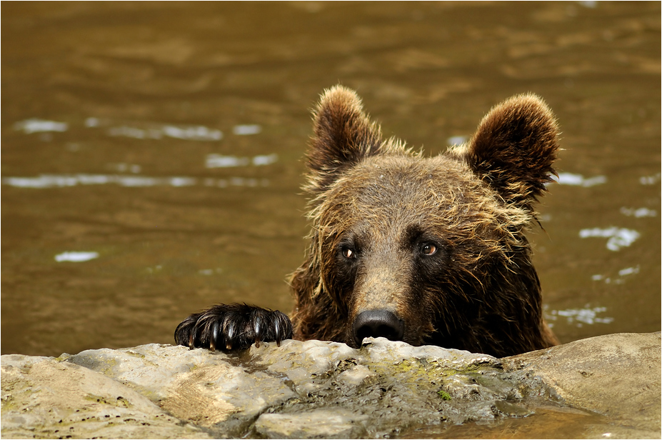 Brown bear at Wildpark Schwarze Berge