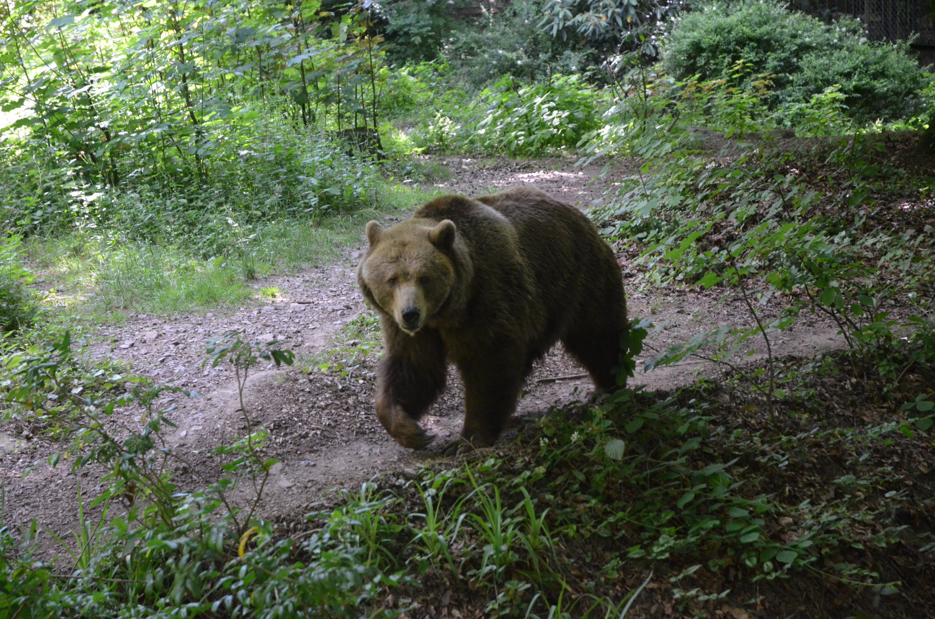 Brown Bear at Wuppertal, 16/06/19