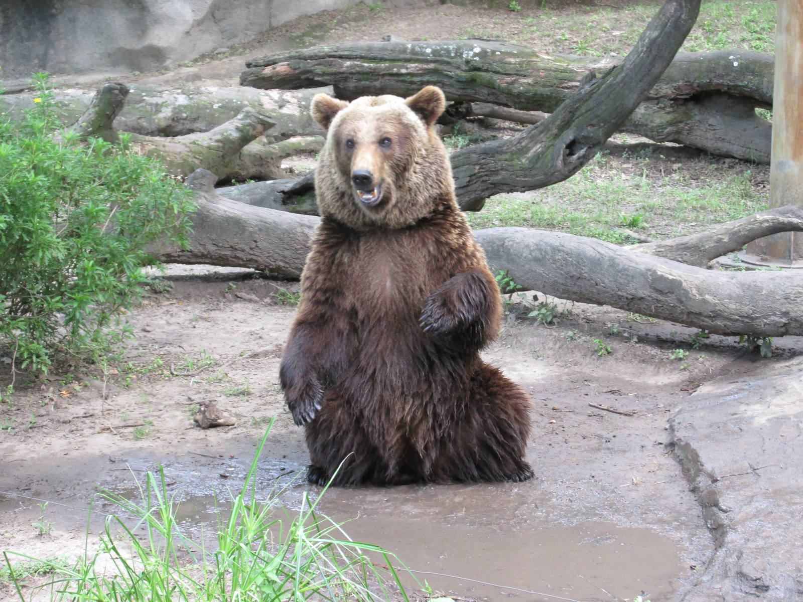 brown bear BA zoo