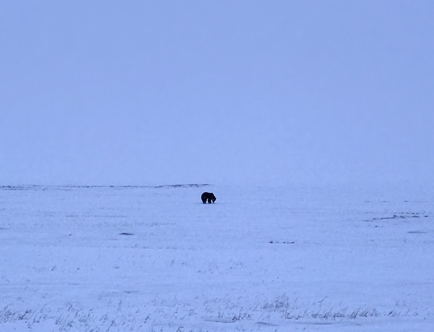 Brown Bear (Barren Ground Grizzly) - Alaska