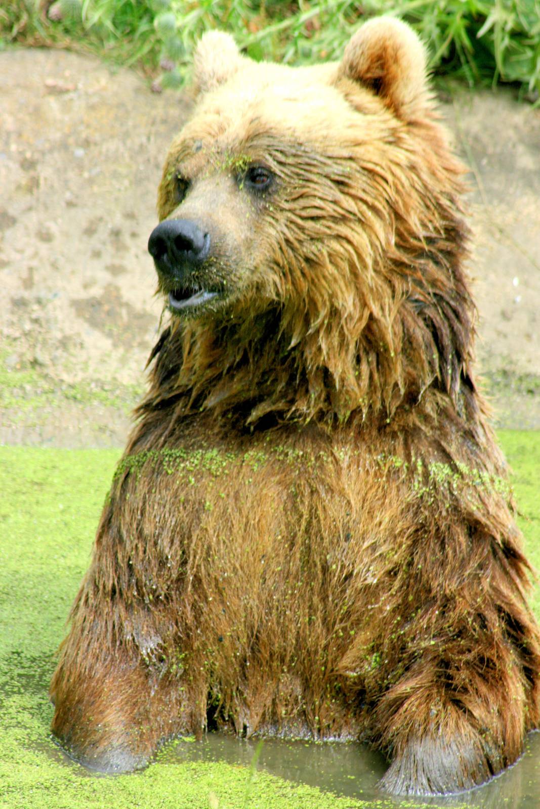 Brown bear bathing; Whipsnade; 12th July 2014