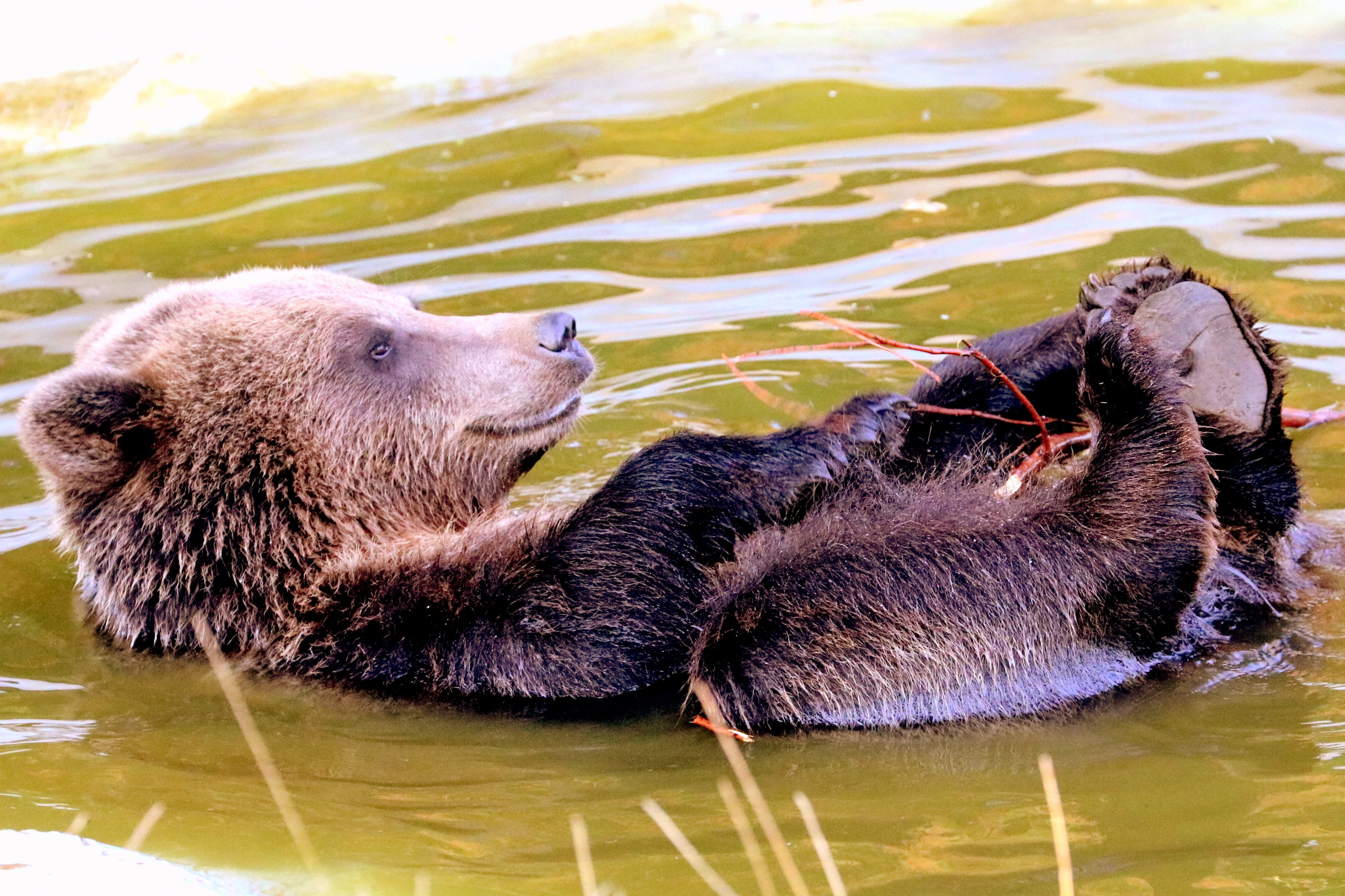 Brown bear bathing; Whipsnade; 2nd September 2018