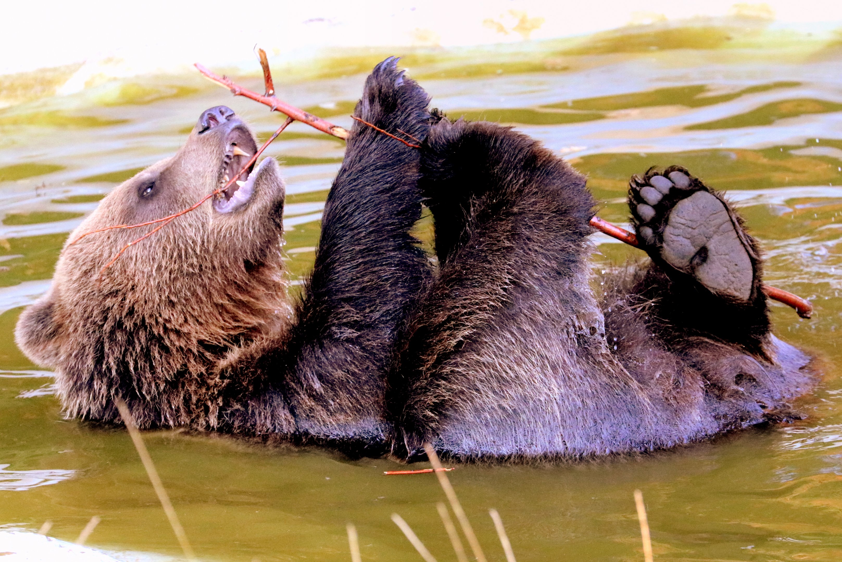 Brown bear bathing; Whipsnade; 2nd September 2018