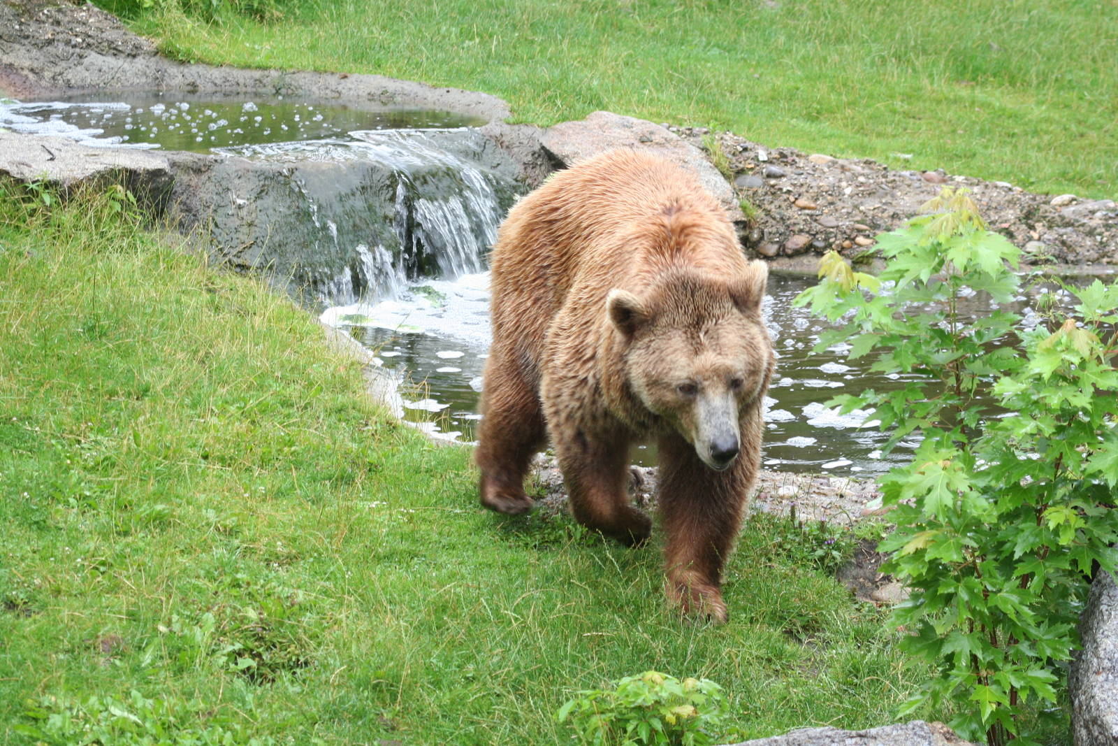 Brown bear - Berlin -  July 08