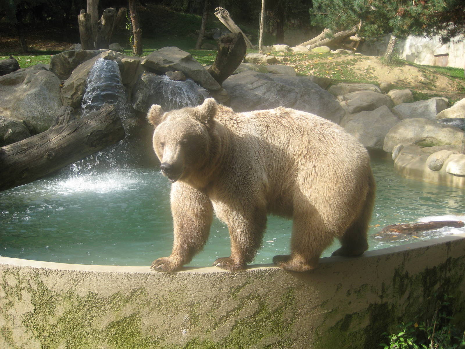 Brown Bear beside new deeper pool