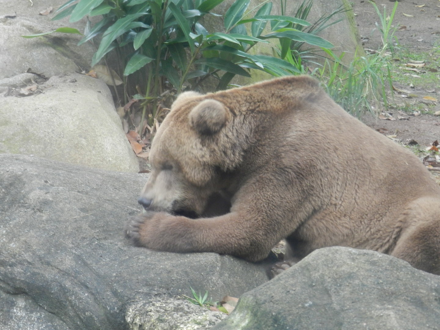 Brown bear - Bioparque do Rio