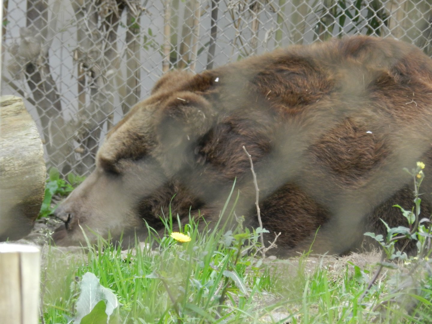 Brown bear - Buin zoo