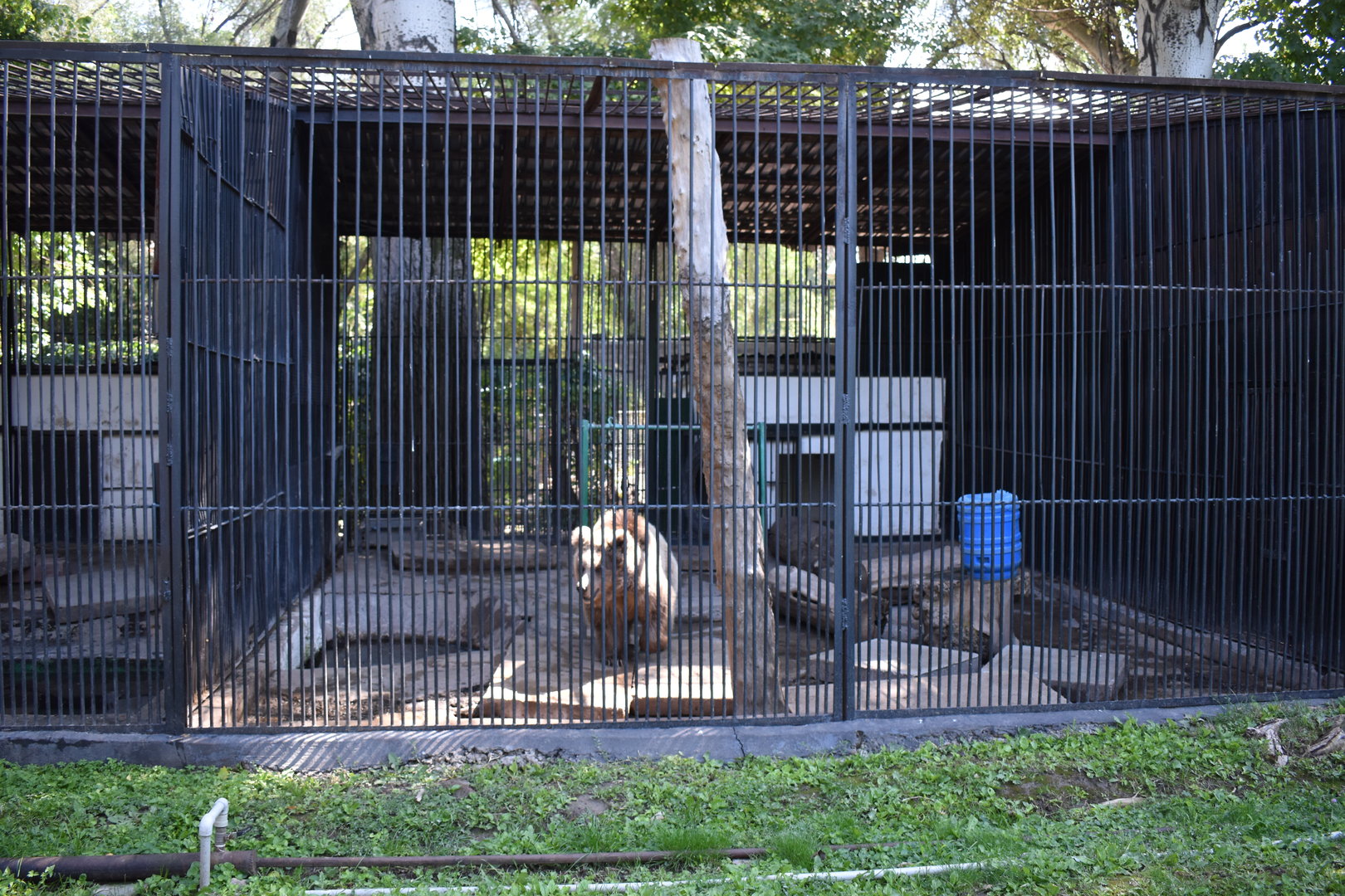 Brown bear cage