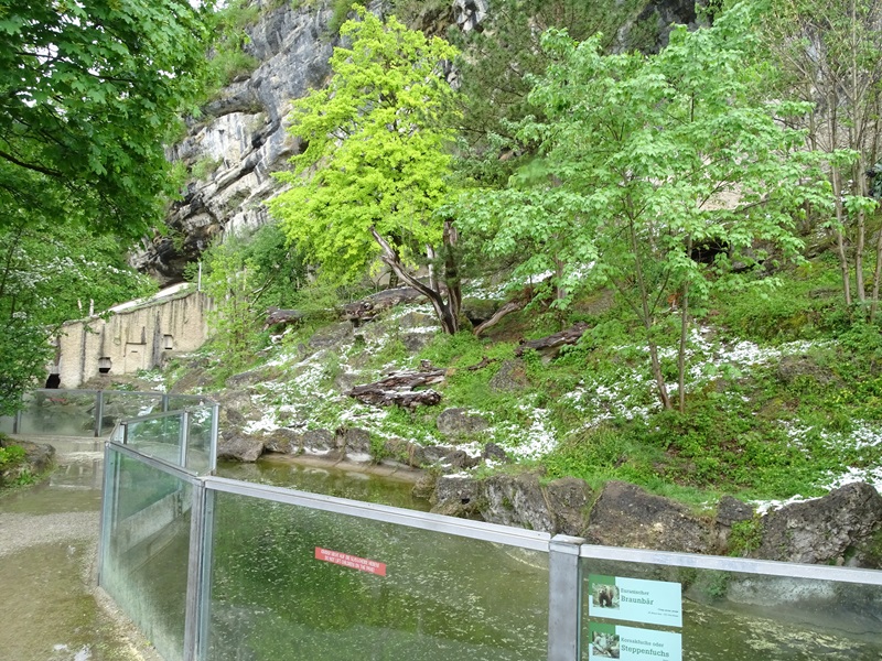 Brown bear + corsac fox enclosure