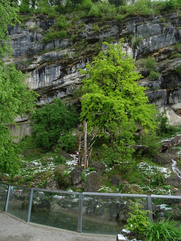 Brown bear + corsac fox enclosure