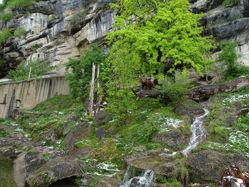 Brown bear + corsac fox enclosure