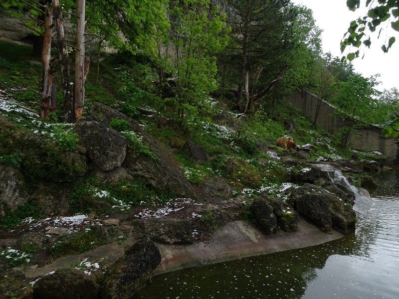 Brown bear + corsac fox enclosure