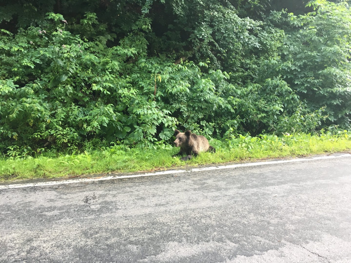 Brown Bear Cub - Făgăraș Mountains/Transfăgărășan