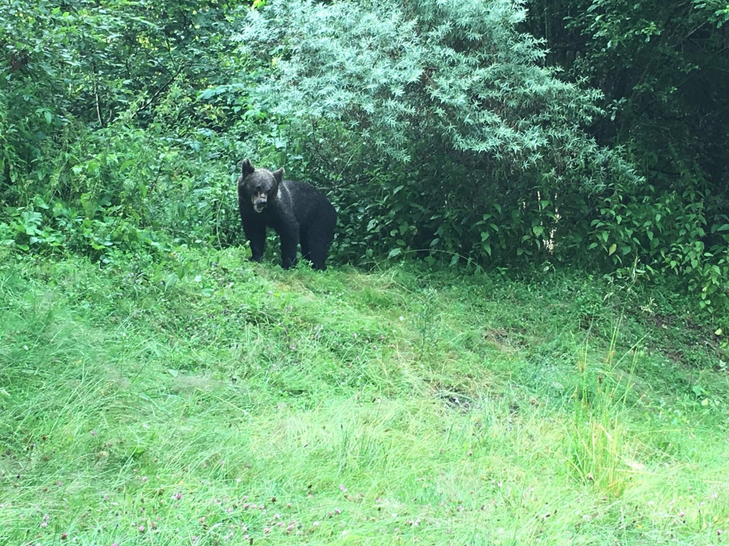 Brown Bear Cub - Făgăraș Mountains/Transfăgărășan