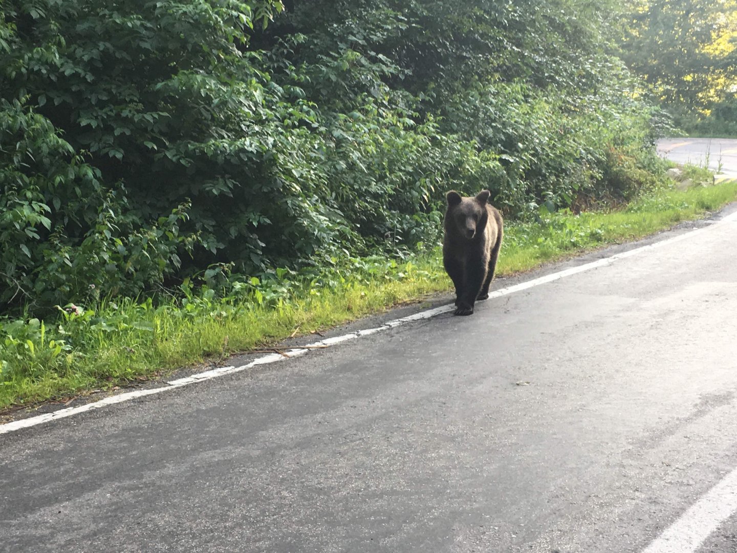 Brown Bear Cub - Făgăraș Mountains/Transfăgărășan