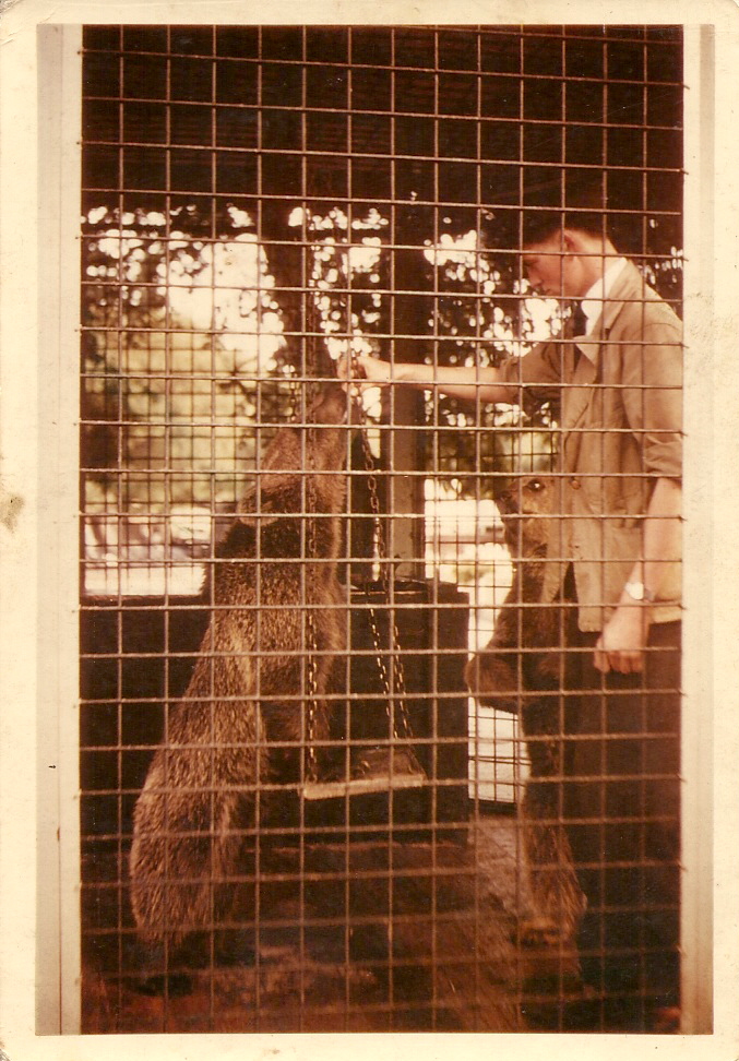Brown bear cub Nikki 1956