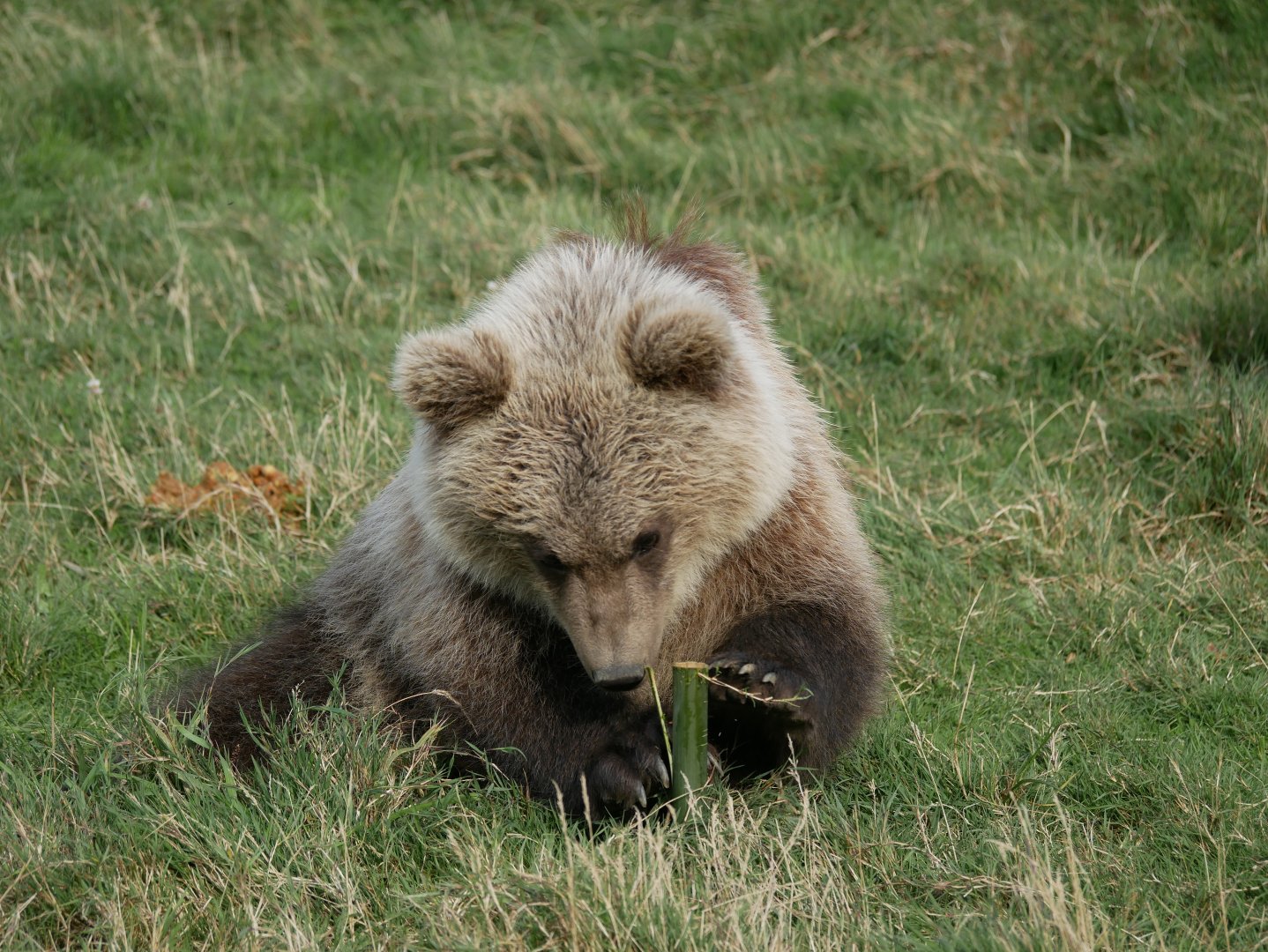 Brown bear cub with enrichment