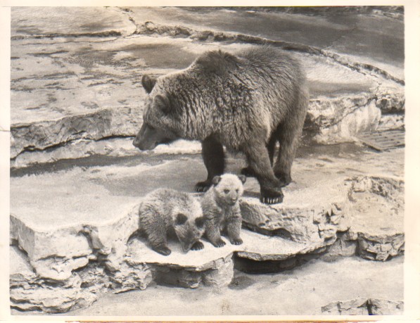 Brown Bear cubs and mother