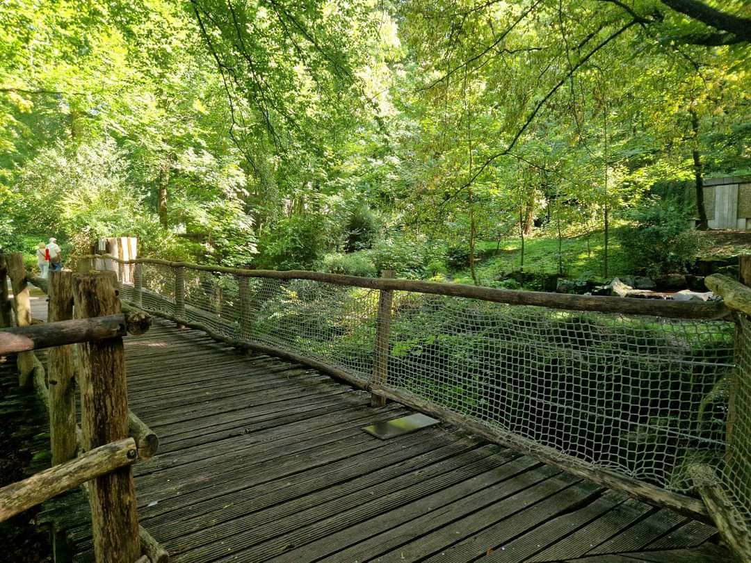 Brown Bear/ Dhole exhibit