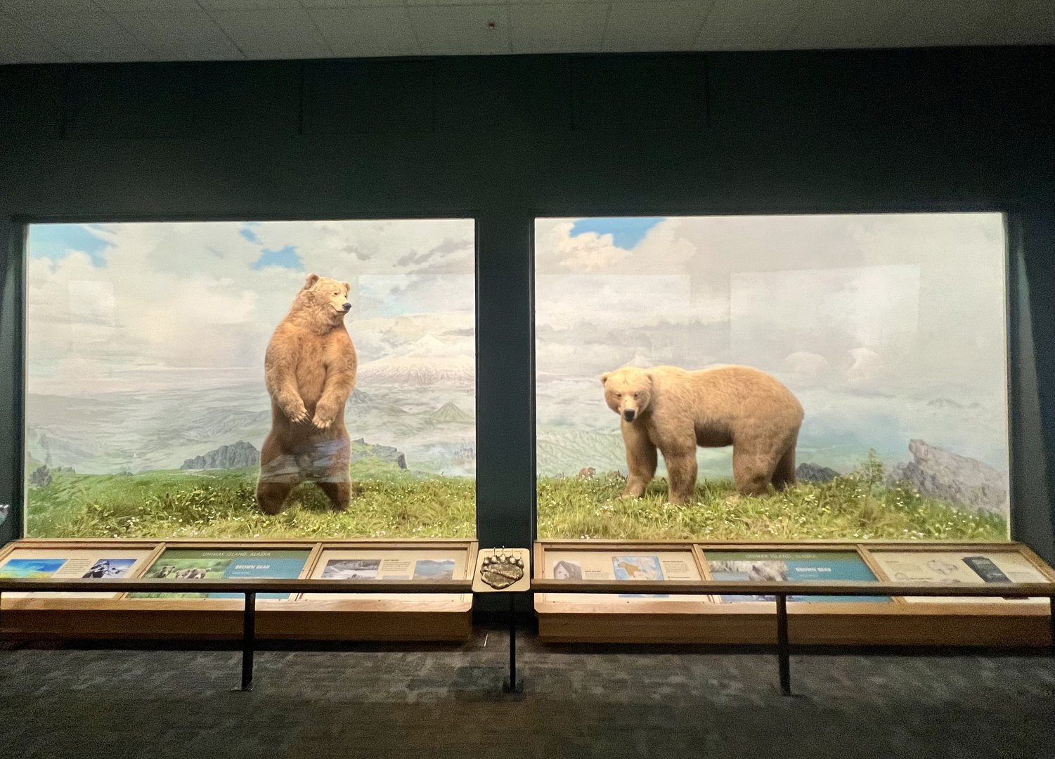Brown Bear Diorama