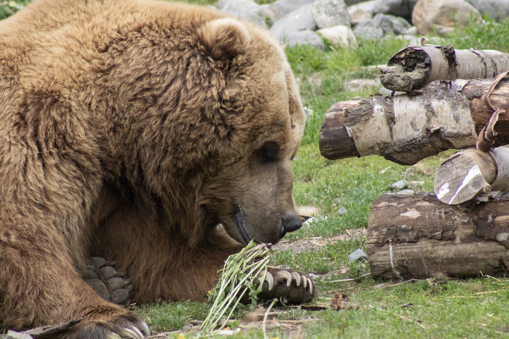 Brown Bear eating Dandelions