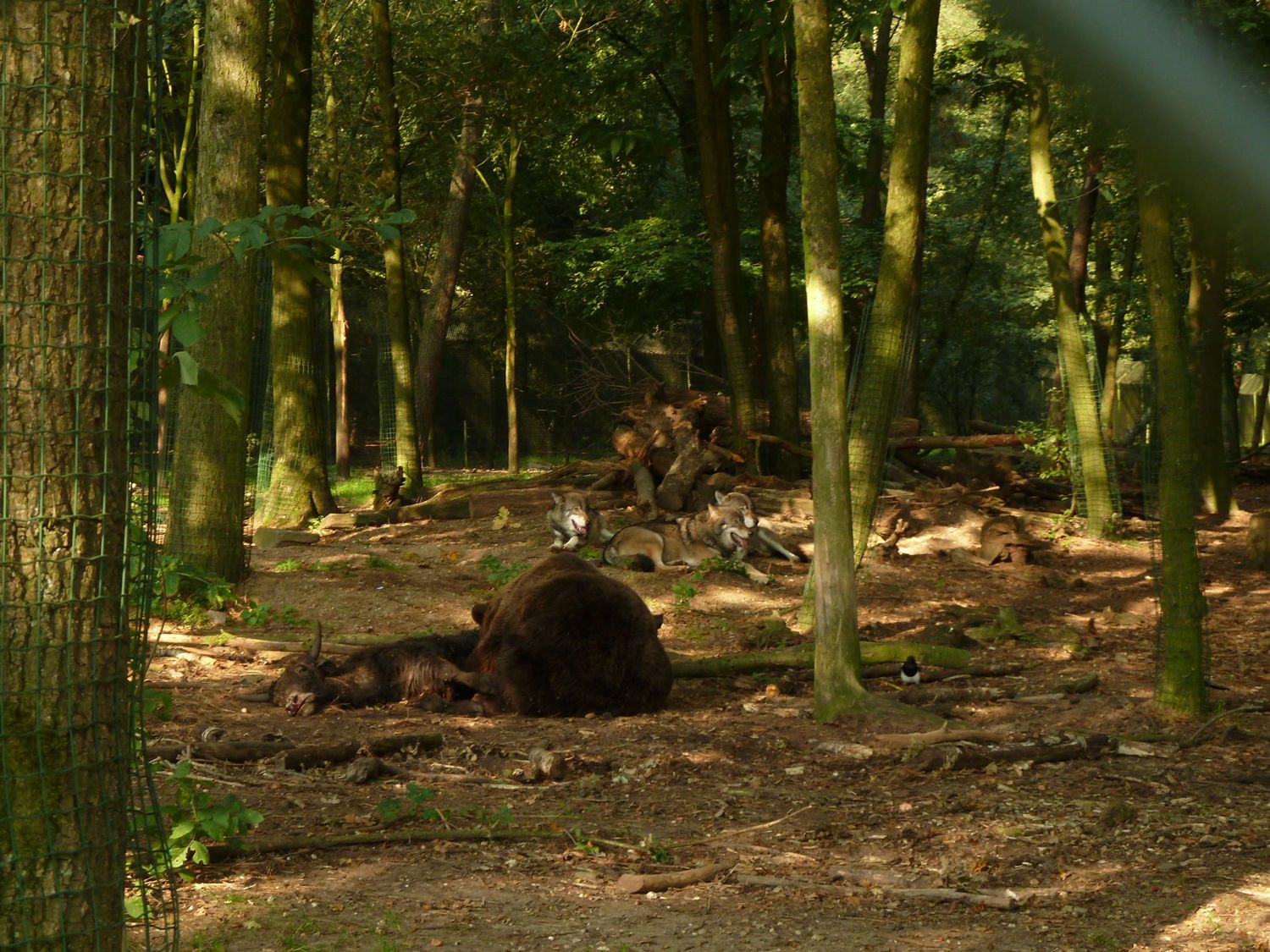 Brown bear eating yak