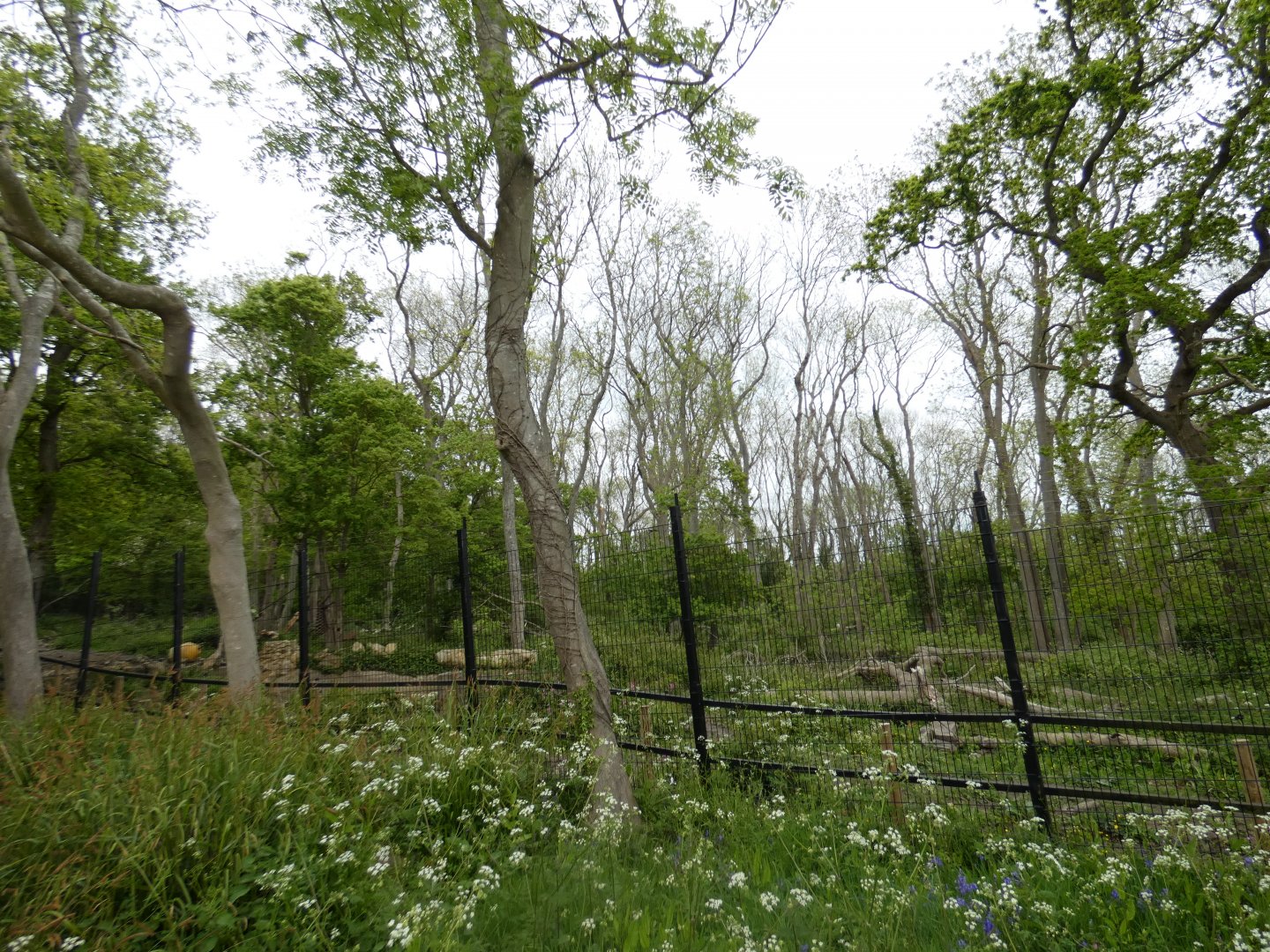 Brown bear enclosure (2)