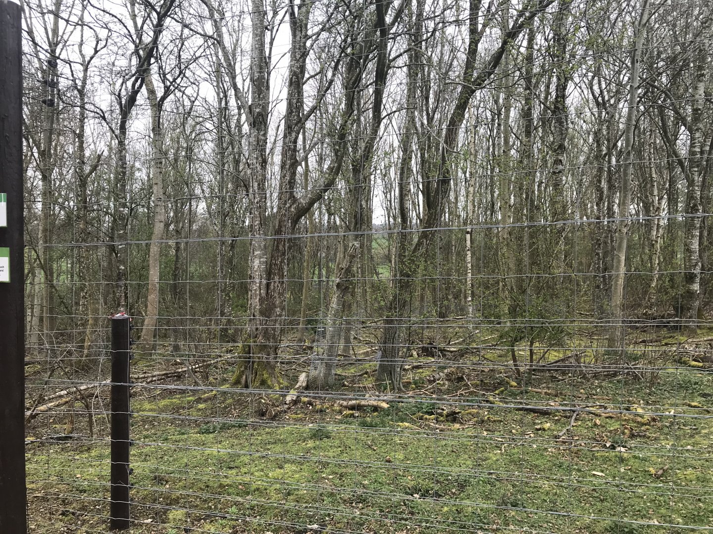 Brown bear enclosure(3)