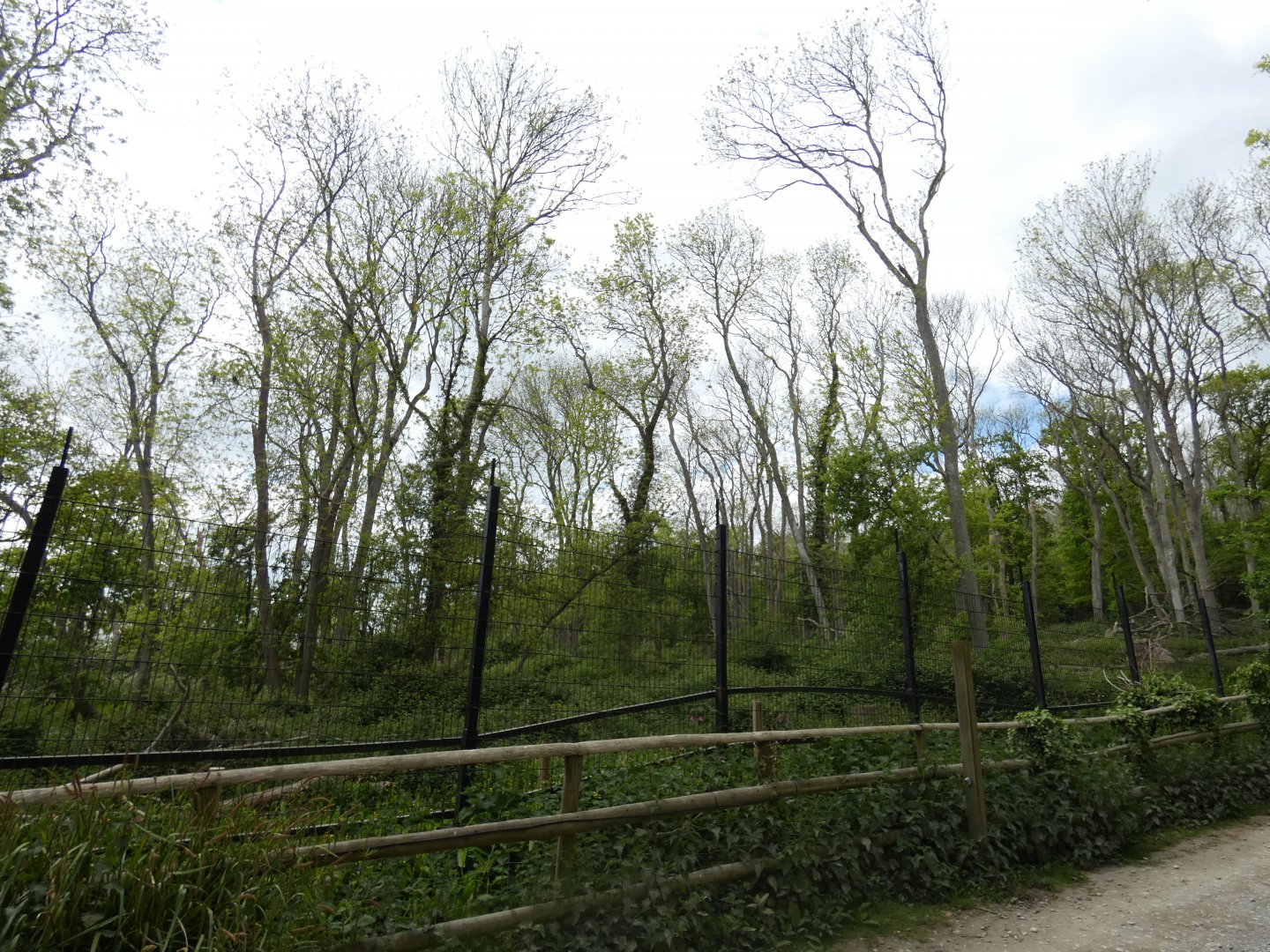 Brown bear enclosure (3)