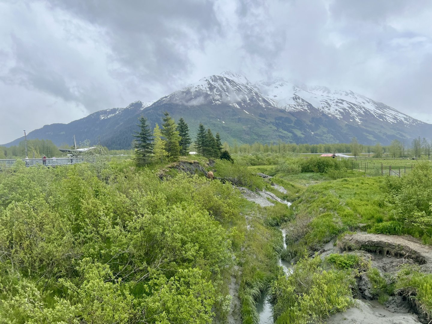 Brown Bear Enclosure (about 1/3 of the enclosure is visible)
