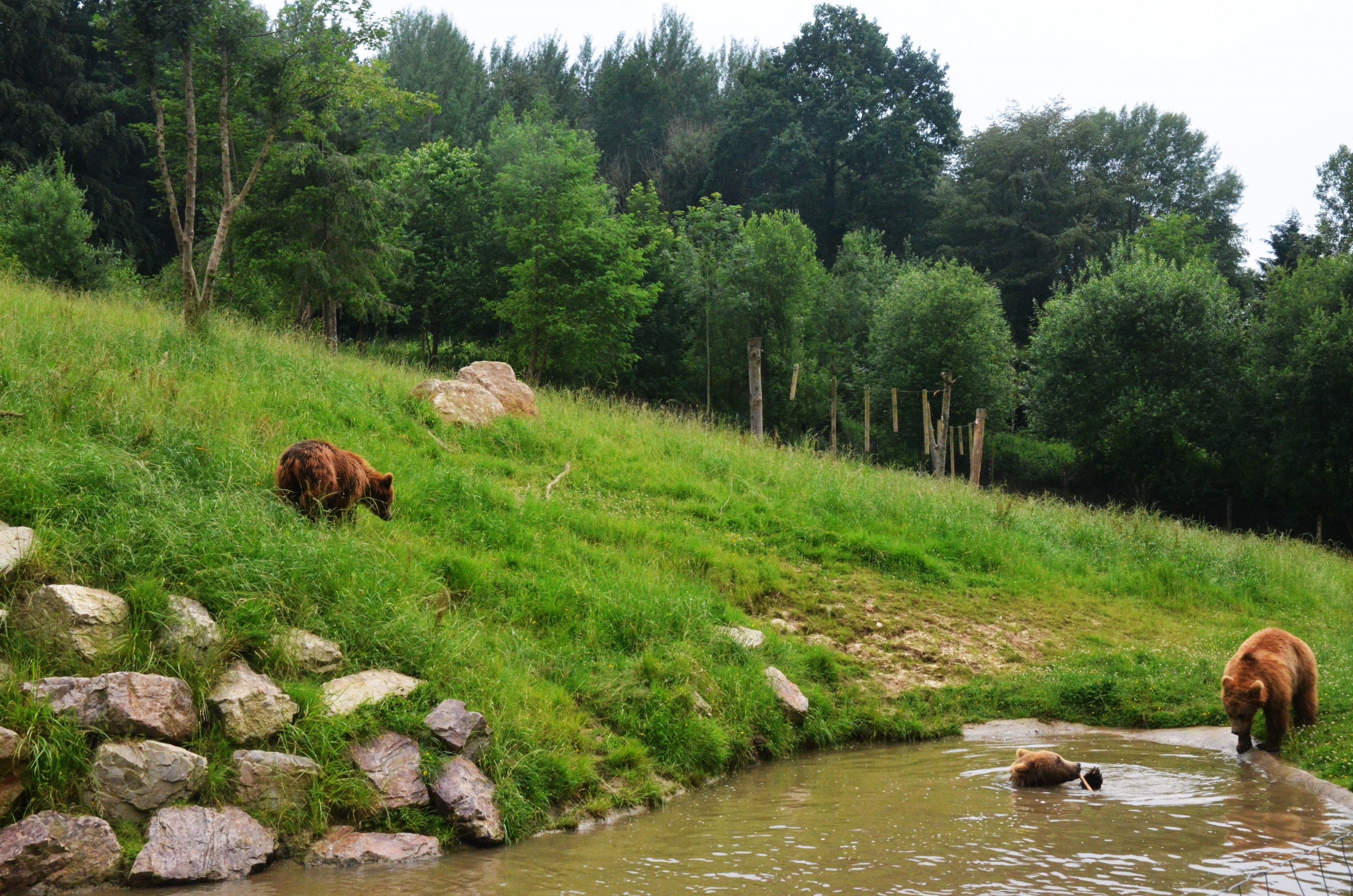 Brown Bear Enclosure at CERZA, 10/06/18
