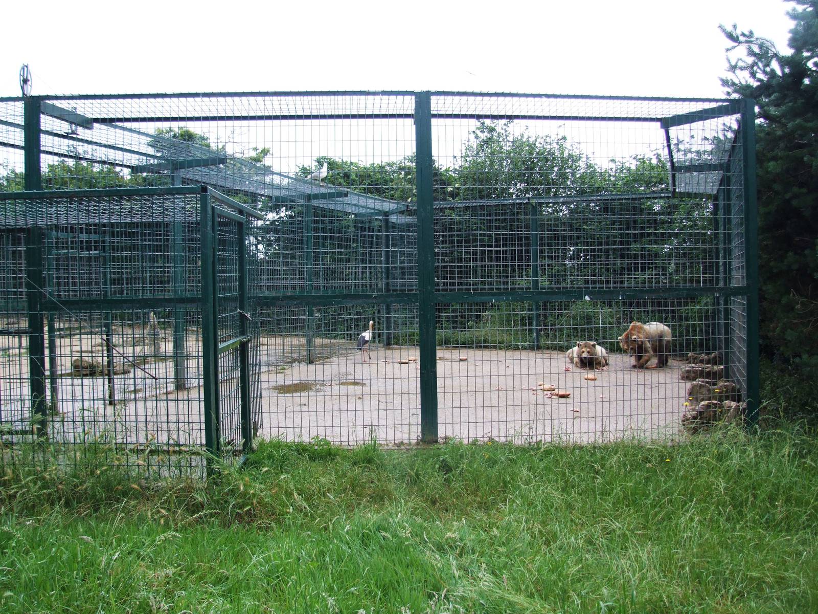 Brown Bear Enclosure at Santillana del Mar, 13/06/15