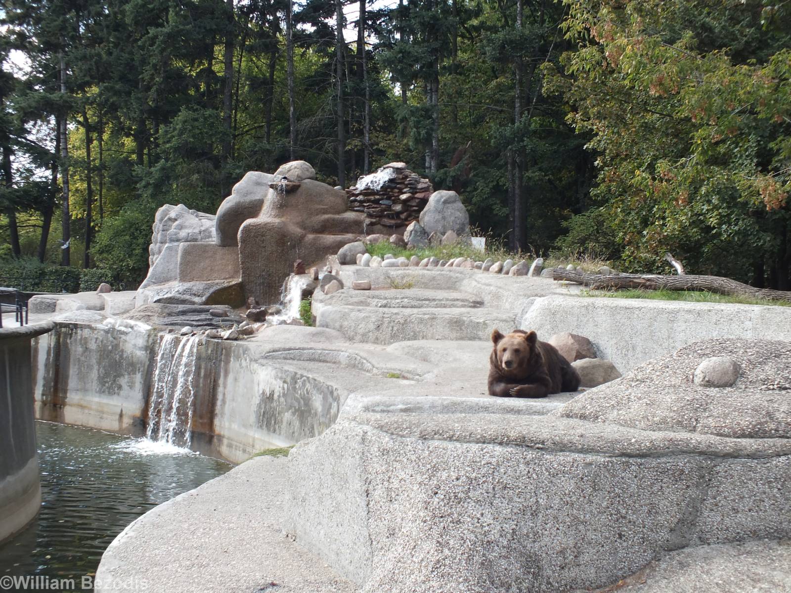 Brown Bear Enclosure (Oustide the Zoo) with New Waterfall